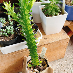 P*Y様 希少種【多肉植物】ユーフォルビア・イエローゴースト（4号深型