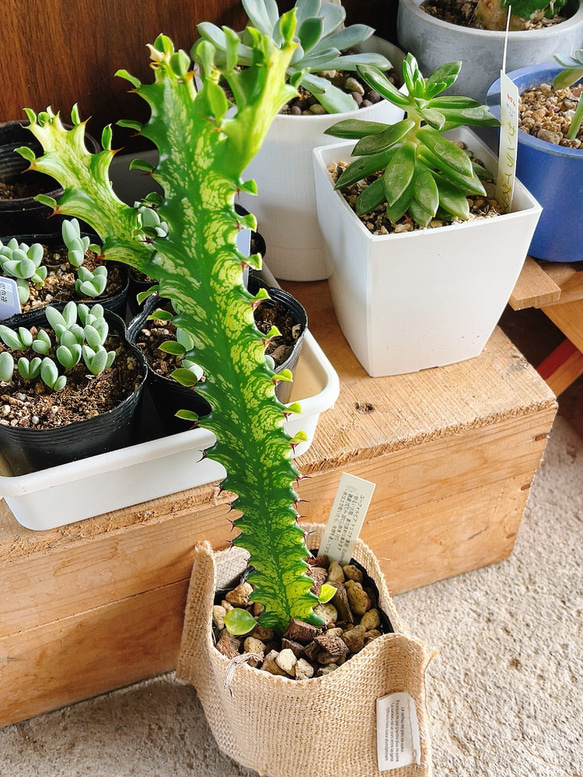 ⭐ユーフォルビア・イエローゴースト⭐ ユーフォルビア イエローゴースト Euphorbia lactea Yellow