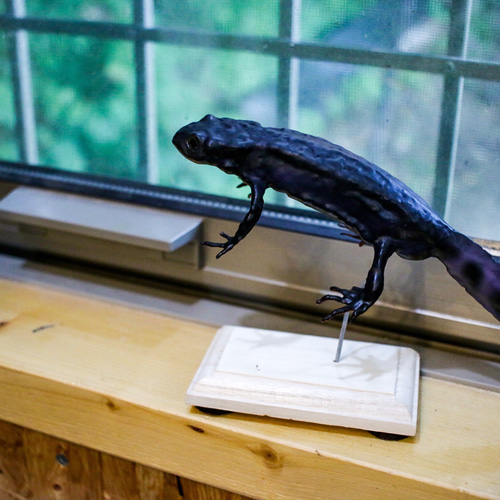 極美品【1点物】アカハライモリ① 8-9cm 50ml 一度は絶滅とされた幻の「アカハライモリ 渥美種族」、アクア・トト