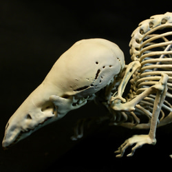 【受注生産】ヨーロッパヒメトガリネズミ　拡大全身骨格レプリカ 4枚目の画像