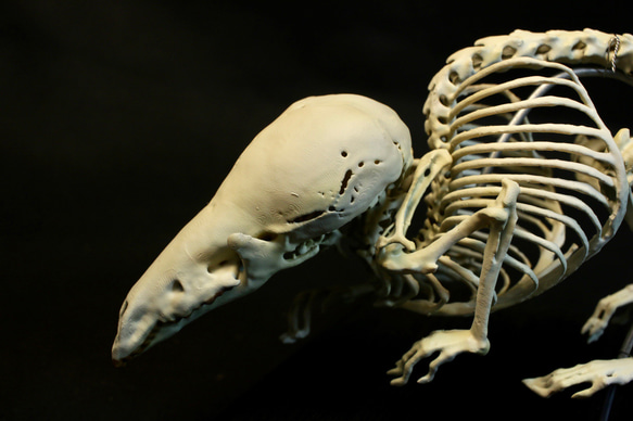 【受注生産】ヨーロッパヒメトガリネズミ　拡大全身骨格レプリカ 4枚目の画像