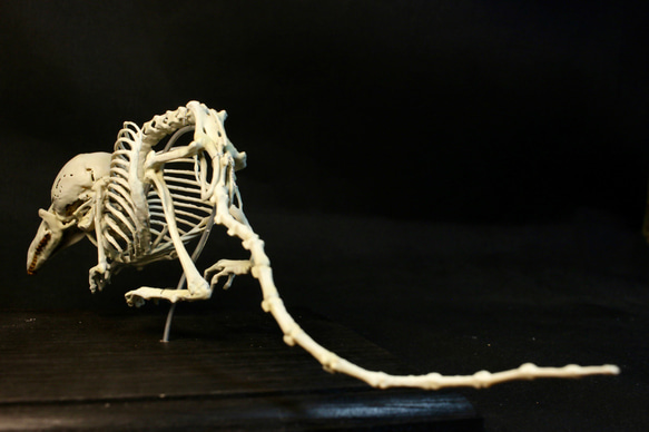 【受注生産】ヨーロッパヒメトガリネズミ　拡大全身骨格レプリカ 9枚目の画像