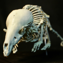 【受注生産】ヨーロッパヒメトガリネズミ　拡大全身骨格レプリカ 8枚目の画像