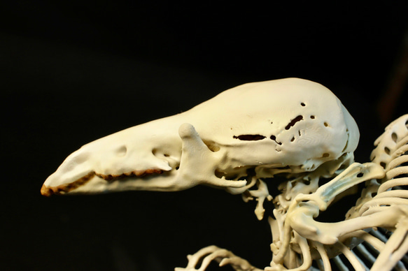 【受注生産】ヨーロッパヒメトガリネズミ　拡大全身骨格レプリカ 3枚目の画像