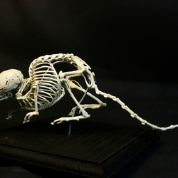 【受注生産】ヨーロッパヒメトガリネズミ　拡大全身骨格レプリカ 2枚目の画像