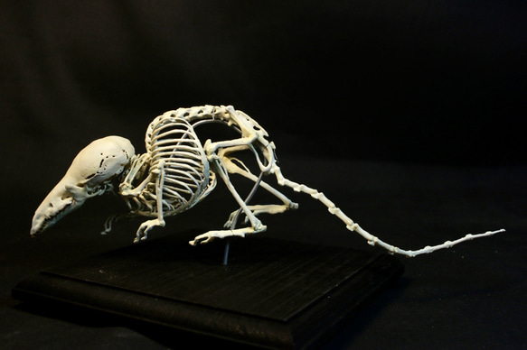 【受注生産】ヨーロッパヒメトガリネズミ　拡大全身骨格レプリカ 2枚目の画像