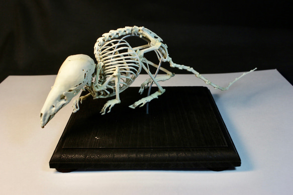 【受注生産】ヨーロッパヒメトガリネズミ　拡大全身骨格レプリカ 12枚目の画像