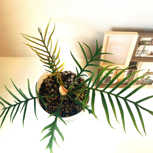 在庫］【希少】フィロデンドロン トータム 観葉植物 セラアート鉢