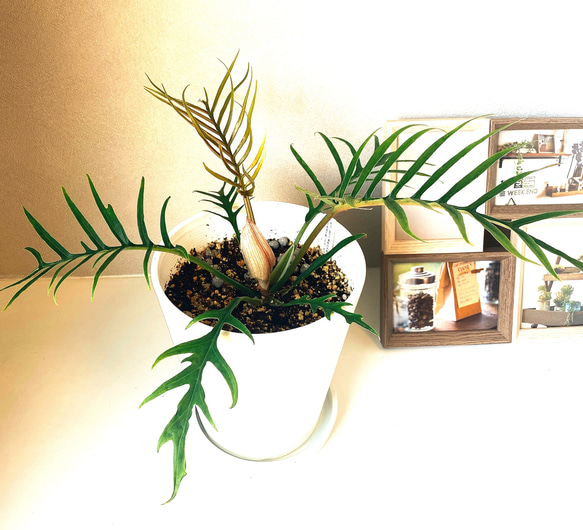 在庫］【希少】フィロデンドロン トータム 観葉植物 セラアート