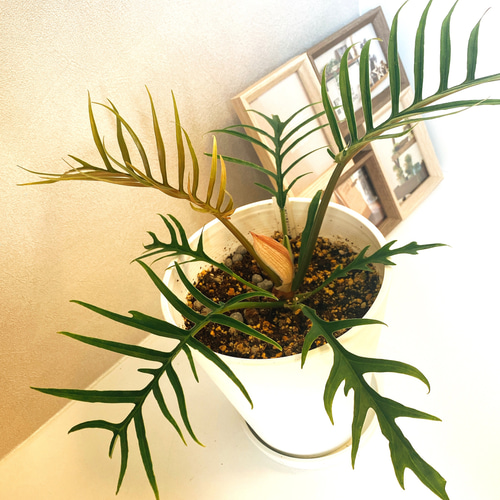 在庫］【希少】フィロデンドロン トータム 観葉植物 セラアート鉢