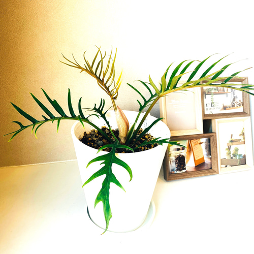 在庫］【希少】フィロデンドロン トータム 観葉植物 セラアート鉢