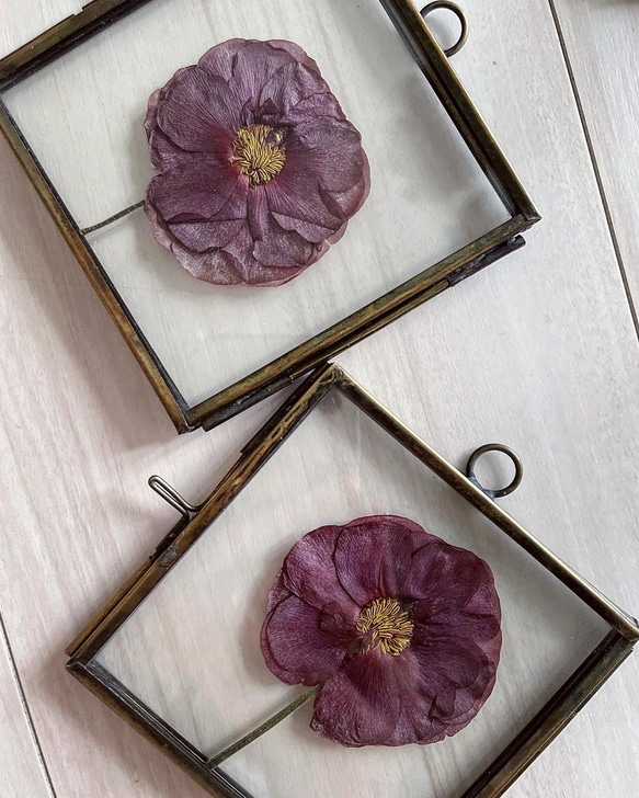 Pressed Flowers (S) ガラスフレーム purple 押し花 ラナンキュラス