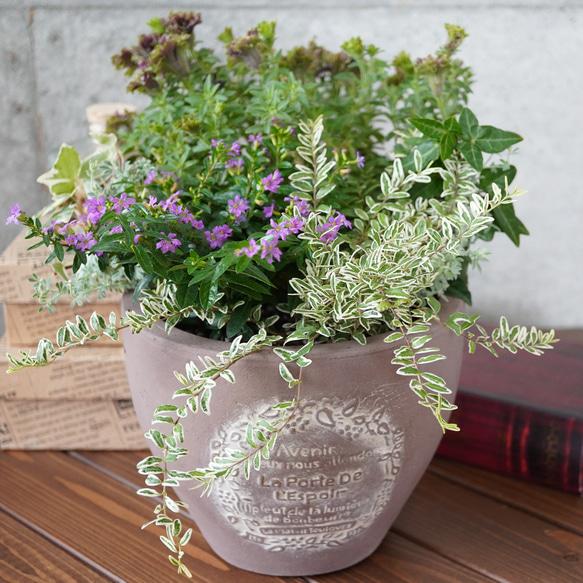 変わり咲きペチュニアの寄せ植え 6号◇ギフト 花 グリーン アート