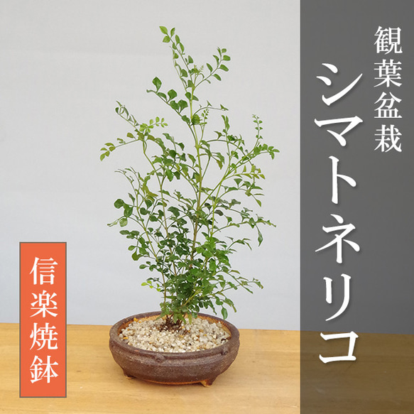 室内でも育てられます！光沢の葉が魅力【シマトネリコの鉢植え（信楽焼