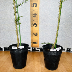 新柑橘　フィンガーライム実生苗　5鉢セット　3年生　4.5号ポット　樹の高さ120センチ 7枚目の画像