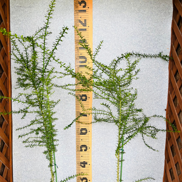 新柑橘　フィンガーライム実生苗　5鉢セット　3年生　4.5号ポット　樹の高さ120センチ 6枚目の画像