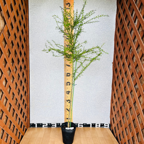 新柑橘　フィンガーライム実生苗　5鉢セット　3年生　4.5号ポット　樹の高さ120センチ 8枚目の画像