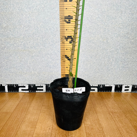 新柑橘　フィンガーライム実生苗　5鉢セット　3年生　4.5号ポット　樹の高さ120センチ 10枚目の画像