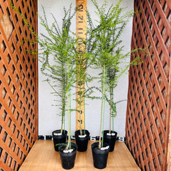 農園直送／育て方説明書つき】フィンガーライム実生苗 10鉢