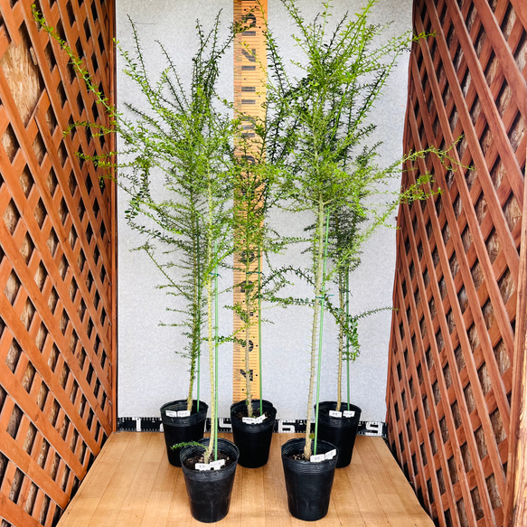 柑橘2年生　フィンガーライム接木苗／苗　5鉢まとめて　撮影品発送 送料無料】2年生フィンガーライム接木苗／苗木まとめて5鉢4.5号