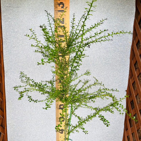 新柑橘　フィンガーライム実生苗　5鉢セット　3年生　4.5号ポット　樹の高さ120センチ 9枚目の画像