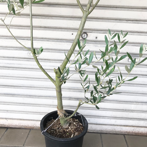 おしゃれ 観葉植物：オリーブの木 ピクアル 8号*現品7 SOUJU 創
