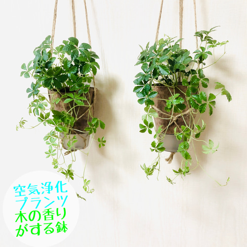 専用＊プロテア&エアプランツ フェイクスワッグ 【公式通販】