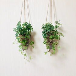 吊るして飾るシュガーバイン　2個セット　ハンギング4号サイズ　観葉植物 7枚目の画像