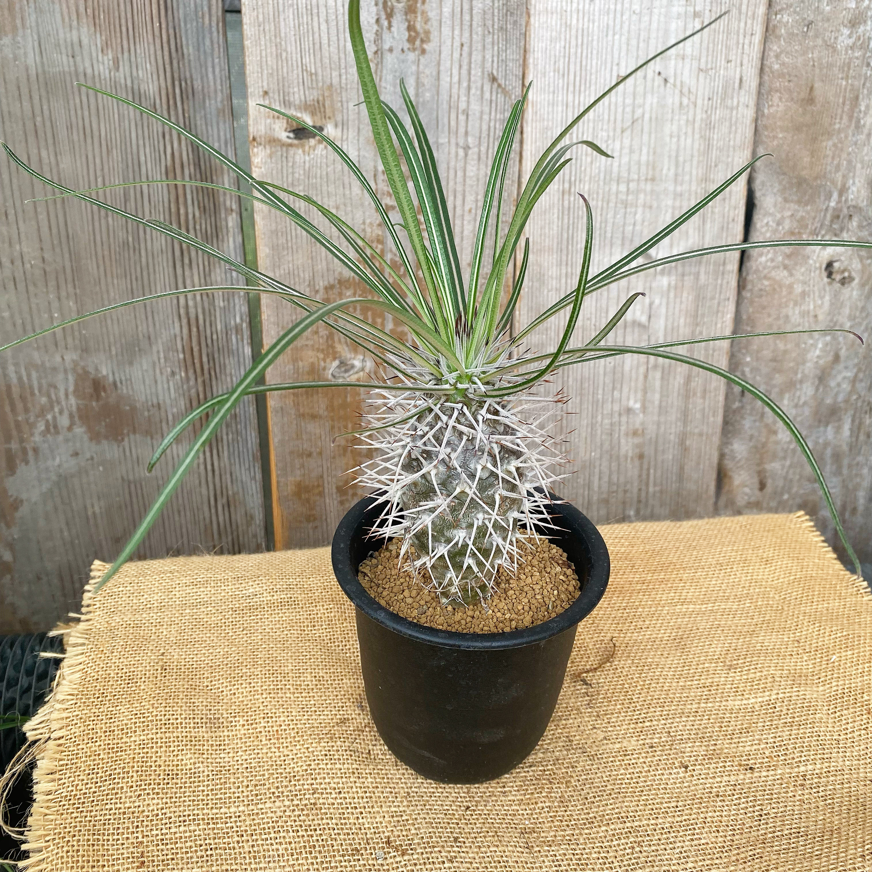 観葉植物】パキポディウム ゲアイー①