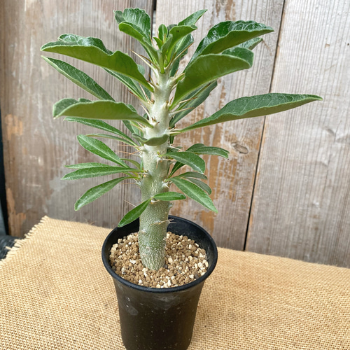 ピザールプランツ パキポディウム・サウンデルシー（白馬城） 多肉植物