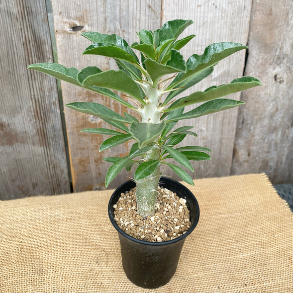 ピザールプランツ パキポディウム・サウンデルシー（白馬城） 多肉植物