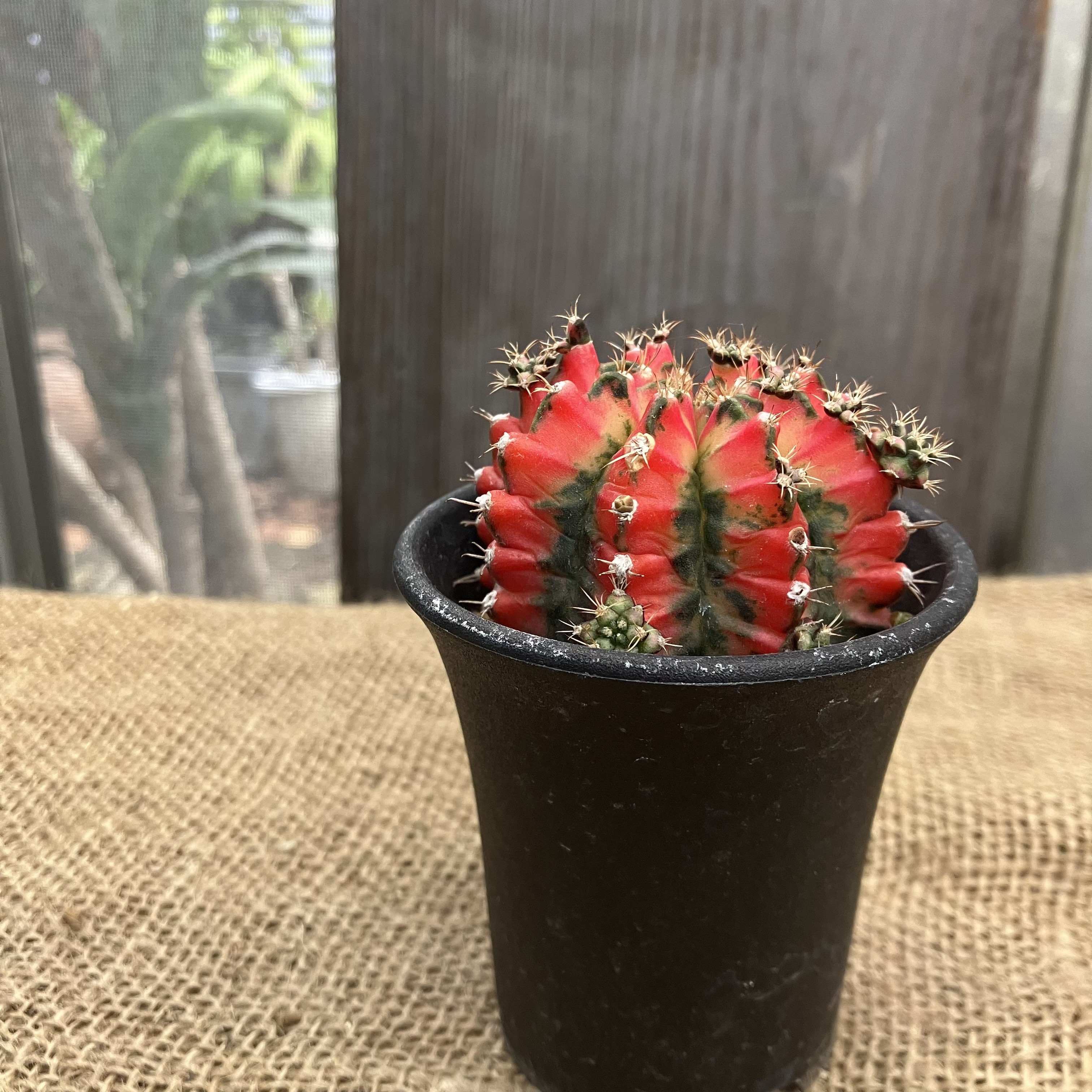 【現品配送】ギムノカリキウム ミハノビッチ 15個セット アソート 2.5号 ① 現品配送】ギムノカリキウム ミハノビッチ 15個セット アソート