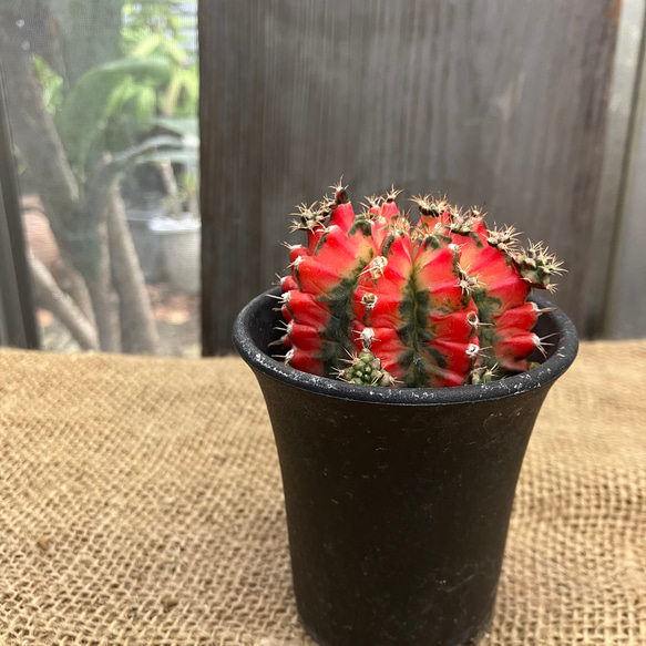 サボテン ギムノカリキウム 入りこみ 子株苗 R6① 抜き苗 花付きが良いです