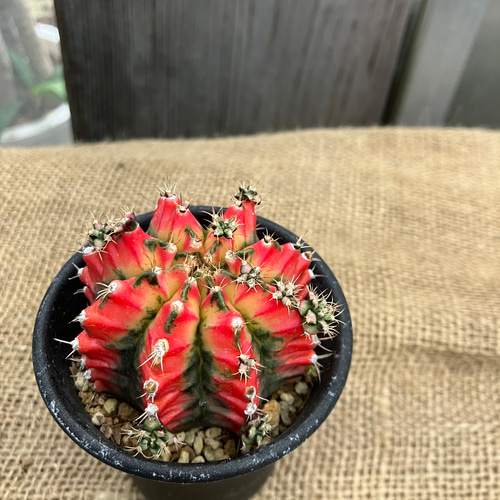 【現品配送】ギムノカリキウム ミハノビッチ 15個セット アソート 2.5号 ① 現品配送】ギムノカリキウム ミハノビッチ 15個セット アソート