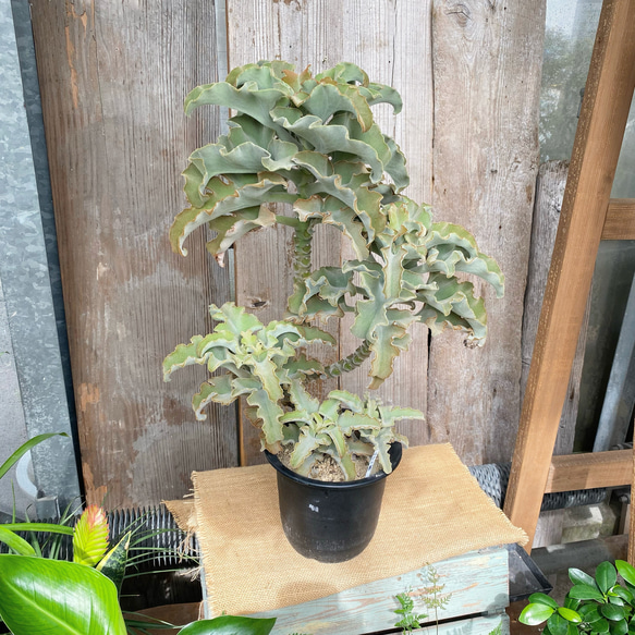 ピザールプランツ 仙女の舞(カランコエ・ベハレンシス) 多肉植物