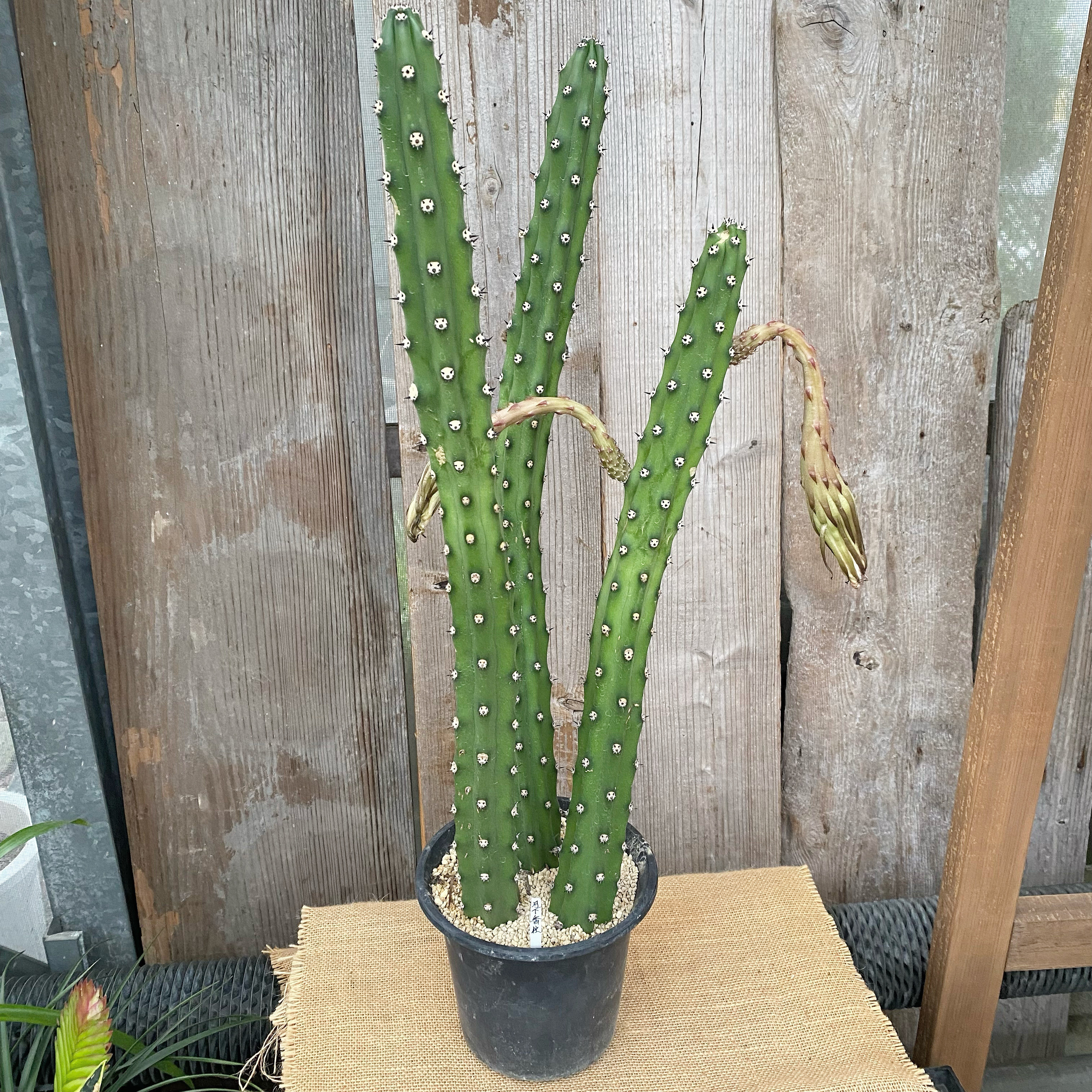 サボテン様用 ピザールプランツ 柱サボテン 月下香柱 多肉植物 アルファ