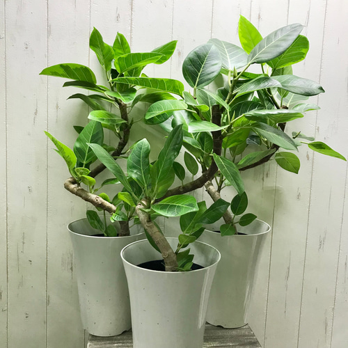 【現品】フィカス・アルテシーマ　6号　曲がり　黒鉢　（11） フィカス・アルテシマ6号の通販 | 観葉植物通販AONOKI（あおのき）