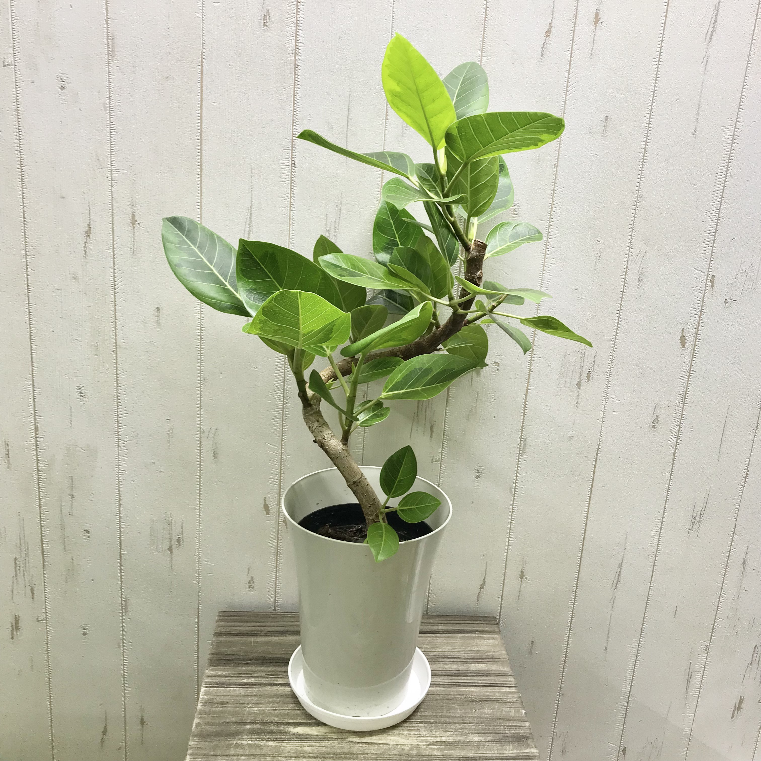 フィカス アルテシマ ファイバー鉢 お皿付き フィカス アルテシマ お皿付き 4 【公式通販】