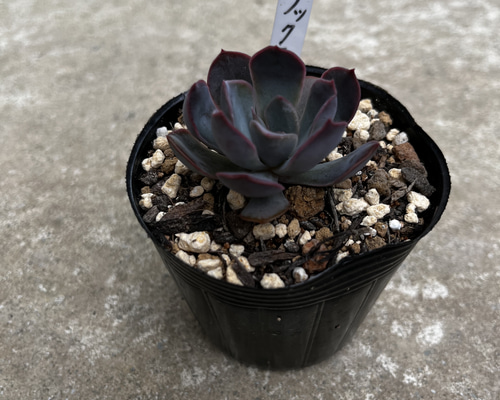 多肉植物 エケベリア ライラックスノー その他素材 tamosa4 通販