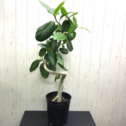 【170cm！かなり背高め♥】フィカス ベンガレンシス ゴムの木 曲がり フィカス ベンガレンシス | 観葉植物の通販ならHitoHana