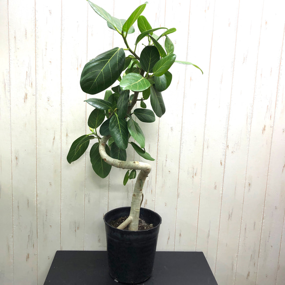 フィカス ベンガレンシス 曲げ仕立て 夏屋外育成 スッキリ曲がり 気根