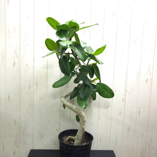 背高め ラセン仕立て 曲がり フィカス ベンガレンシス その他