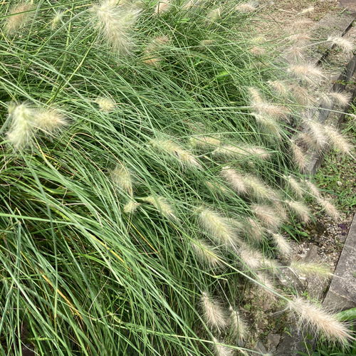きつねのしっぽのようなグラス植物「ペニセツム ウィロスム