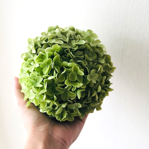 アナベル紫陽花　リース アナベル紫陽花ボール リース