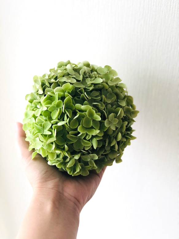 アナベル紫陽花ボール リース 残り1点】紫陽花アナベルの爽やかボールリース♪ リース Dans