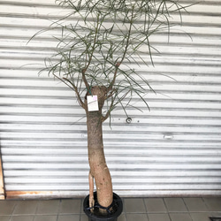 幹太め♡ ブラキキトン ボトルツリー その他インテリア雑貨 PLANTS