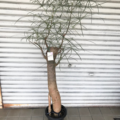 ボトルツリー　幹太 ボトルツリー太い幹に「曲がり」が付いたお洒落GREEN｜e花屋さん