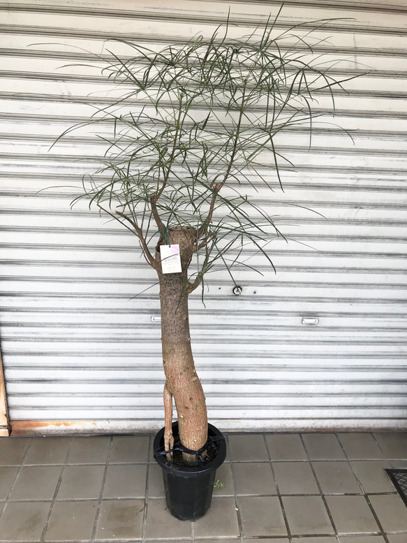 ボトルツリー ブラキキトン 大サイズ