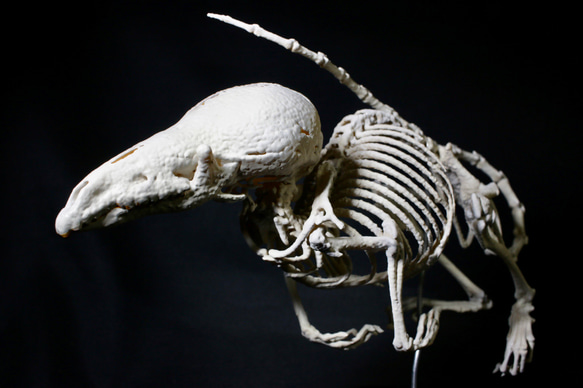 【受注生産】シントウトガリネズミ　27㎝拡大全身骨格レプリカ 2枚目の画像