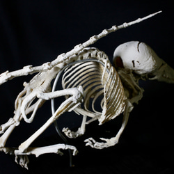 【受注生産】シントウトガリネズミ　27㎝拡大全身骨格レプリカ 5枚目の画像